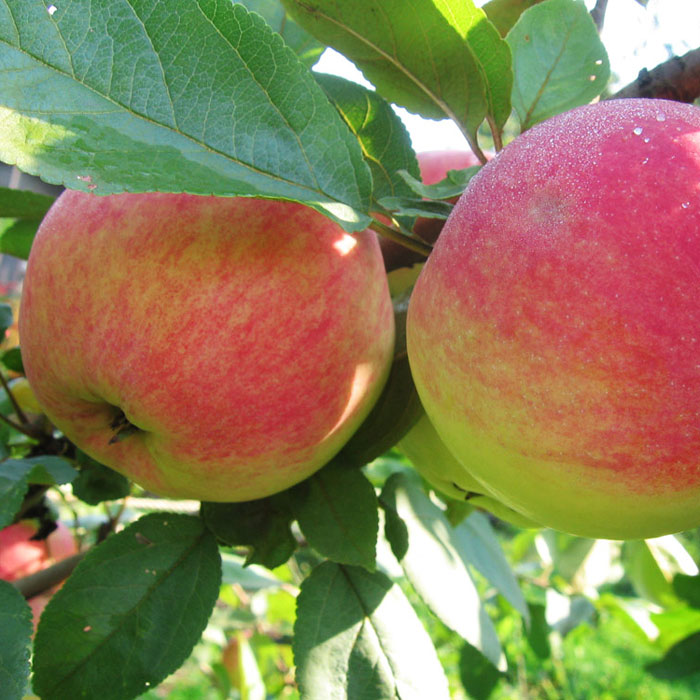 Сорт яблок Мелбо в Кромские сады Орловской области
